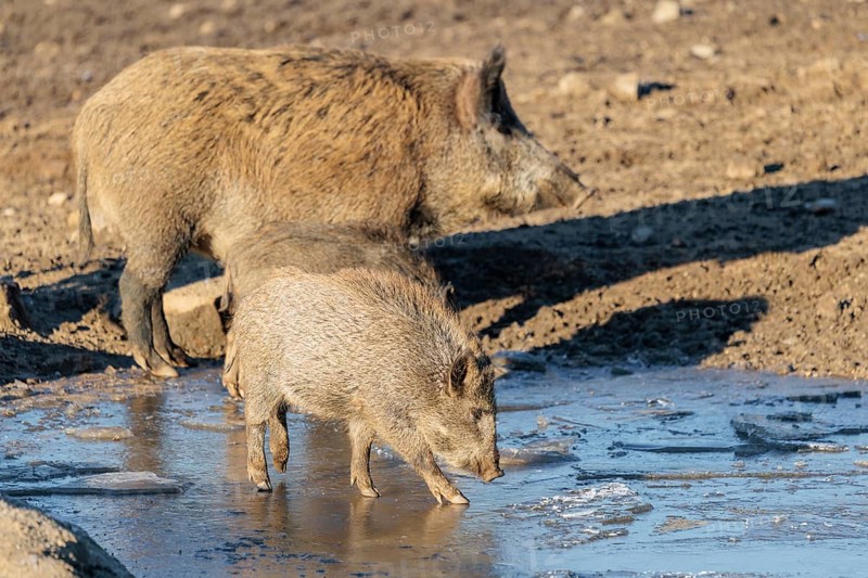 An adult and two young wild boars (Sus scrofa) crush the ice from a small frozen pond and eat it