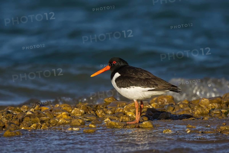 Eurasian Oystercatcher (Haematopus ostralegus), North Rhine-Westphalia, Germany