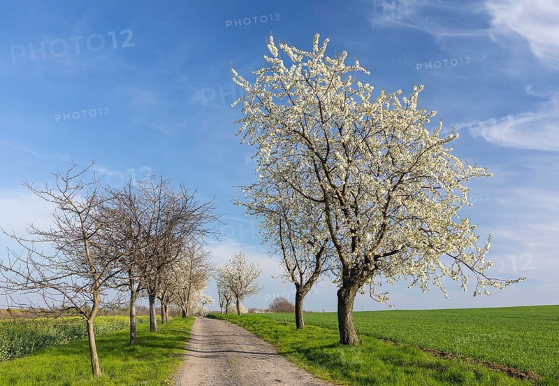 Cherry tree avenue (Prunus) in bloom, Klipphausen, Saxony, Germany