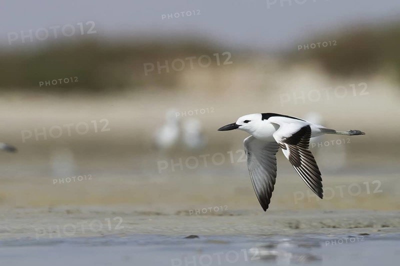 Crab-plover (Dromas ardeola) flying, Oman