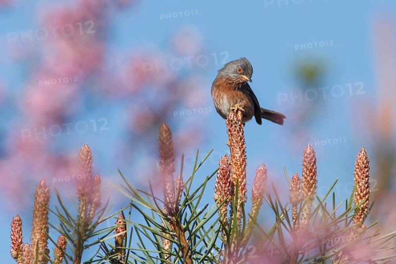Dartford Warbler (Sylvia undata), Galicia, Spain