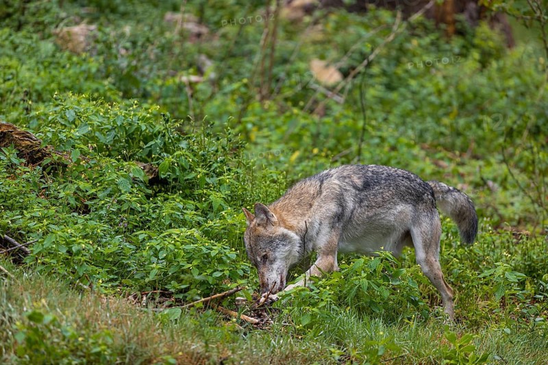 One adult eurasian gray wolf (Canis lupus lupus) walking through the green undergrowth at a forest edge