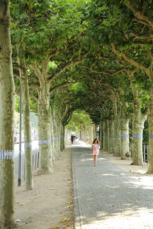 Avenue with plane trees on the Museumsufer, Schaumainkai, Sachsenhausen, Main, Frankfurt, Hesse, Germany