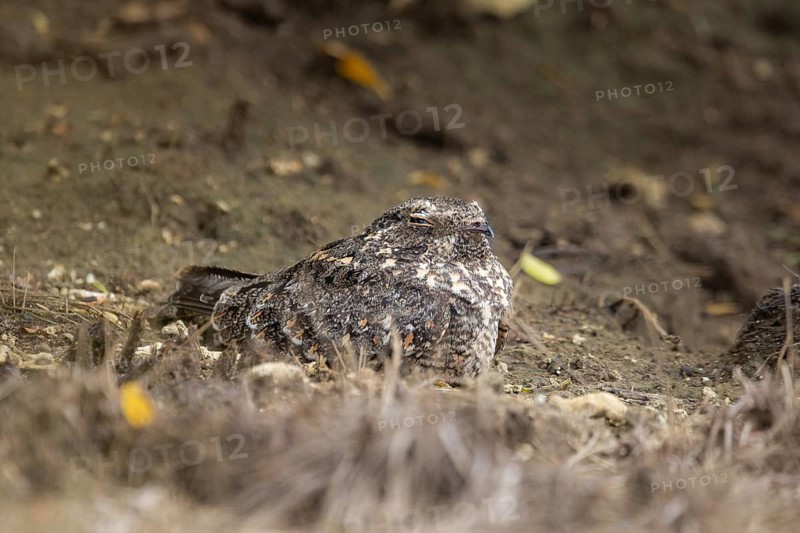 Savanna Nightjar (Caprimulgus affinis), Bali, Indonesia