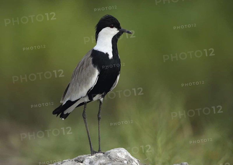Spur-winged Lapwing (Vanellus spinosus), Gambia