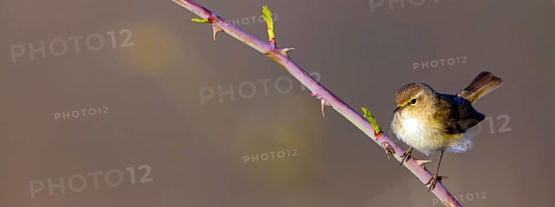 Chiffchaff, (Phylloscopus collybita), (Phylloscopus collybitus), willow warbler, songbird, perch, biotope, habitat, resting Nahe valley, Rhineland-Palatinate, Federal Republic of Germany