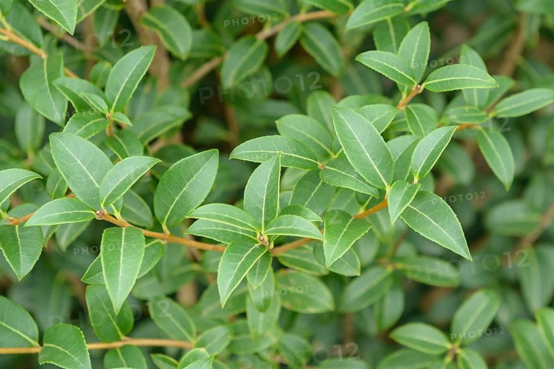 Fragrant flower (Osmanthus × burkwoodii), Hesse State Garden Show, Germany