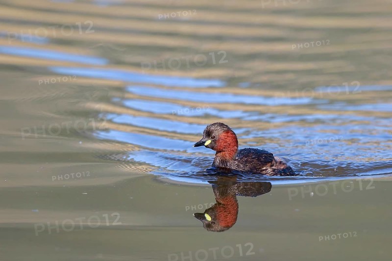 Little Grebe (Tachybaptus ruficollis), Lesvos, Greece