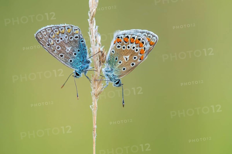 Blue butterfly (Polyommatus icarus), Goldenstedt moor, Goldenstedt, Lower Saxony, Germany