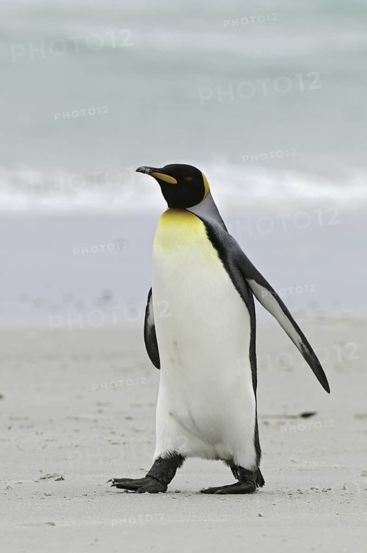 King Penguin (Aptenodytes patagonicus), Falkland Islands