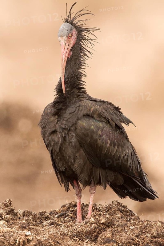 Northern Bald Ibis (Geronticus eremita), Morocco