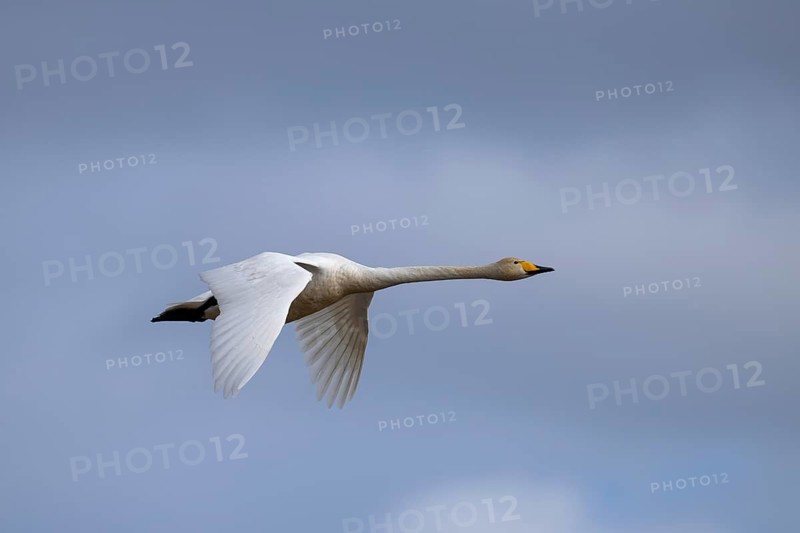 Whooper Swan, Sweden