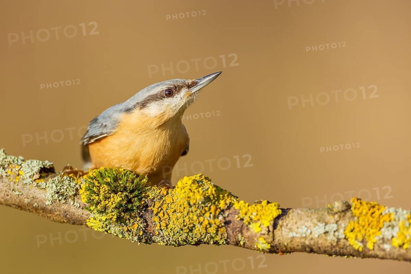 Kleiber, Sitta europaea Eurasian Nuthatch, Sitta europaea