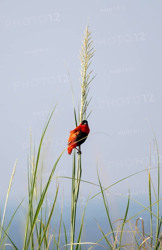 Fire weaver (Euplectes franciscanus), red bird sitting on a blade of grass, Murchison Falls National Park, Western Region, Uganda