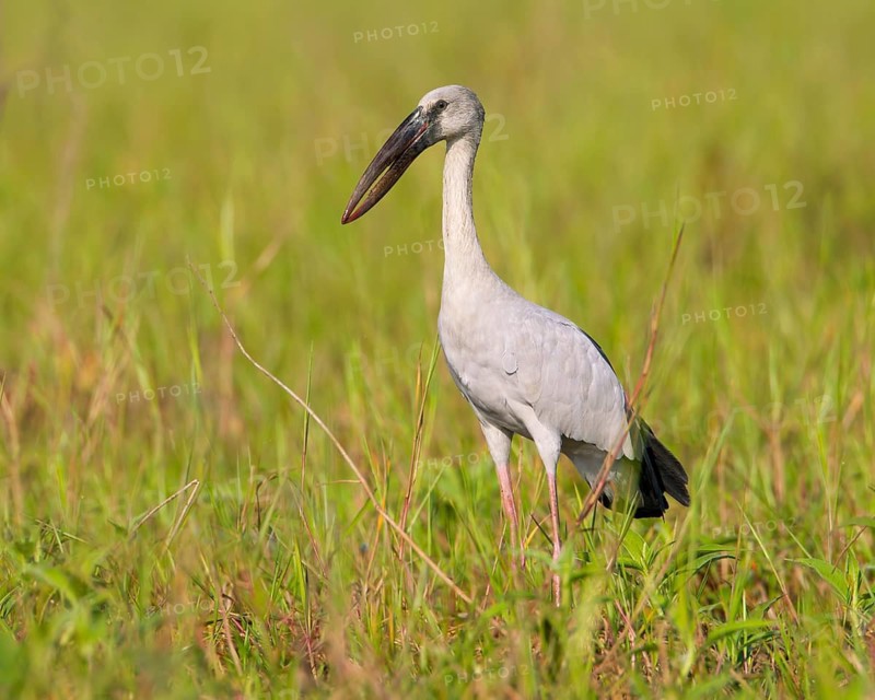 Asian Openbill (Anastomus oscitans), Bueng Boraphet, Thailand