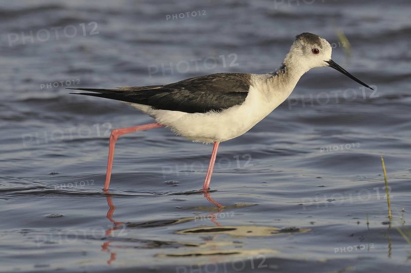 Black-winged Stilt (Himantopus himantopus), Austria