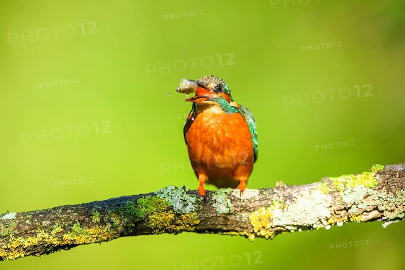 Common kingfisher (Alcedo atthis) with preyed fish sitting on a branch with autumncolours, wildife, Catalonia, Spain