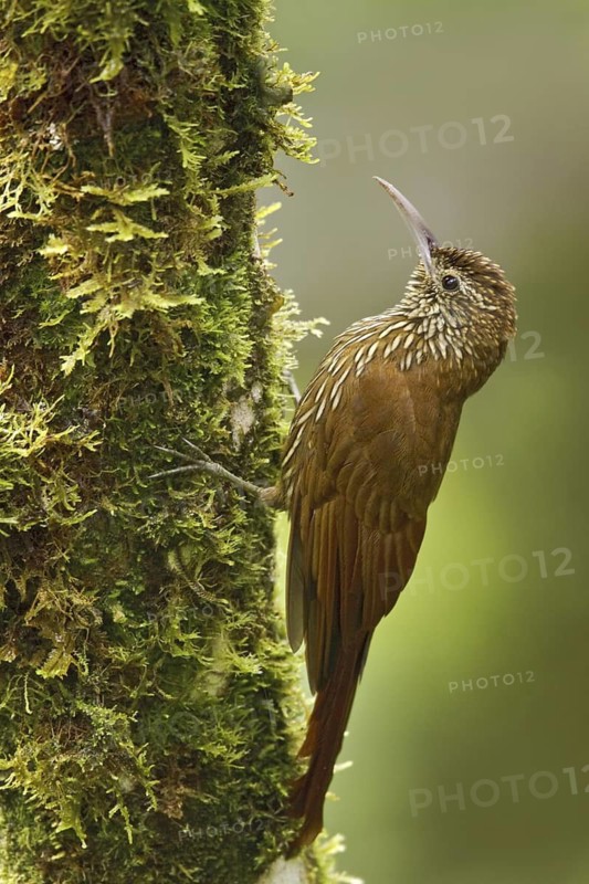 Montane Woodcreeper (Lepidocolaptes lacrymiger), Ecuador