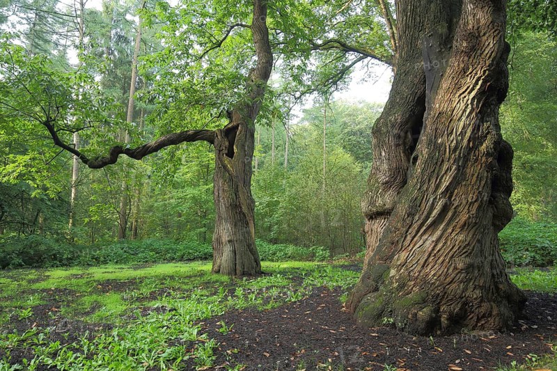 Two gnarled rustic chestnuts (Castanea sativa), old tree shapes, branch, thick tree trunk with hole, forest, nature photography, Gulden Bodem, Arnhem, Gelderland, Holland, Netherlands