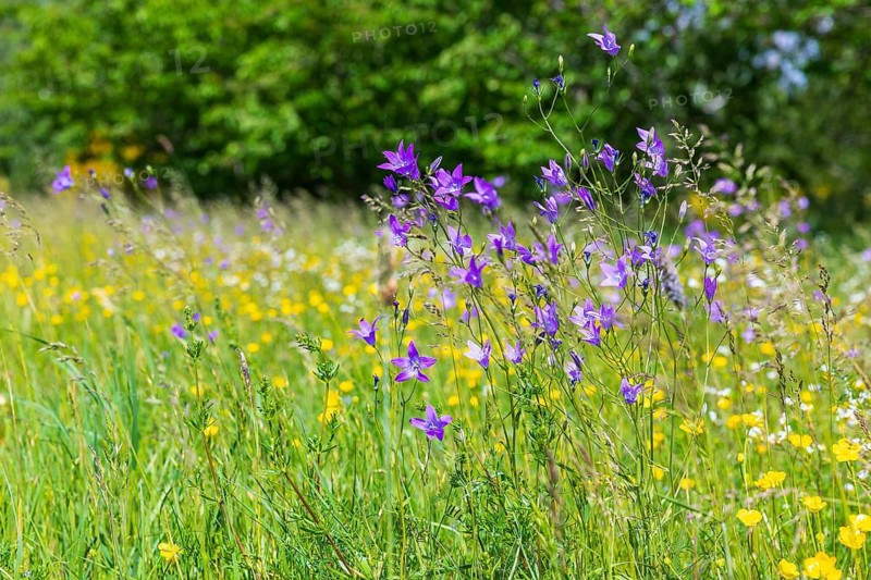 Meadow bellflower (Campanula patula) blooming at the old Schieferberg quarry near Strehla, Saxony, Germany