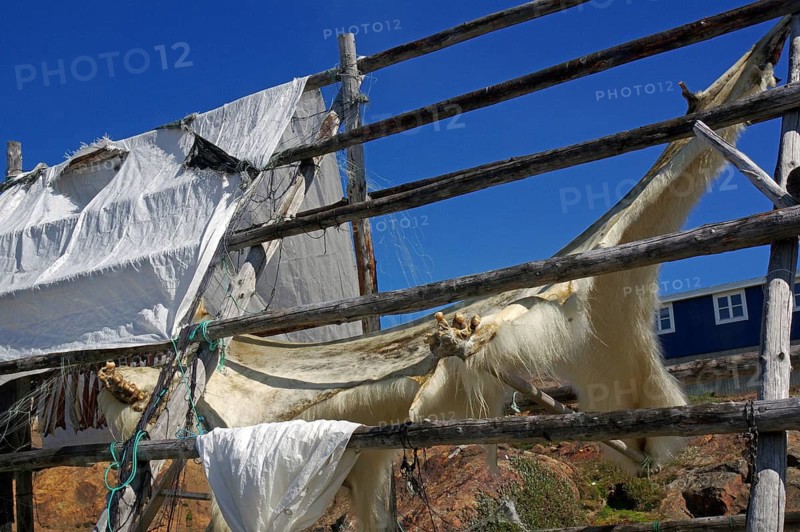 Animal skins are hung on a wooden rack outside to dry, polar bear, hunting, Tasiilaq, Arctic, Greenland, Denmark