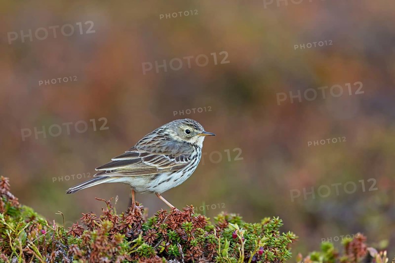 Wiesenpieper, Meadow Pipit, Anthus pratensis, Pipit farlouse, Bisbita Común