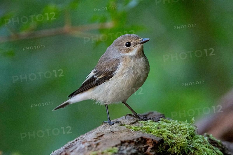 Pied Flycatcher (Ficedula hypoleuca) Germany