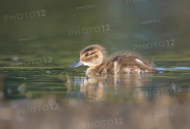 Grey Teal (Anas gracilis) chick, Victoria, Australia