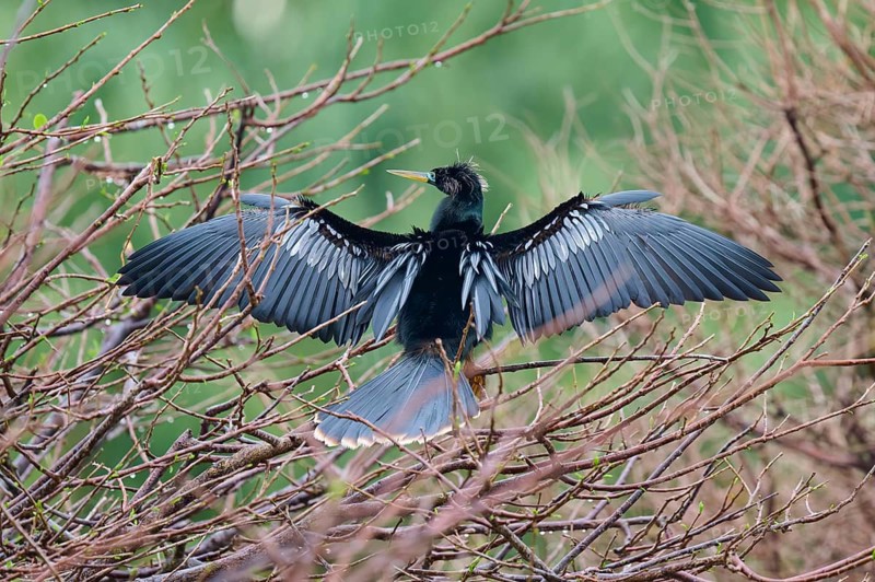 American Darter (Anhinga anhinga), with open wings in spring, Wakodahatchee Wetlands, Delray Beach, Florida, USA