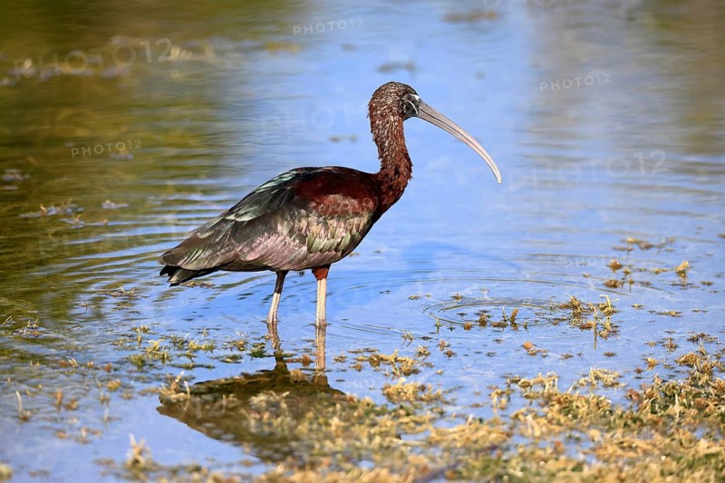 Glossy ibis (Plegadis falcinellus), adult, in the water, foraging, Merritt Island, Black Point Wildlife Drive, Florida, USA