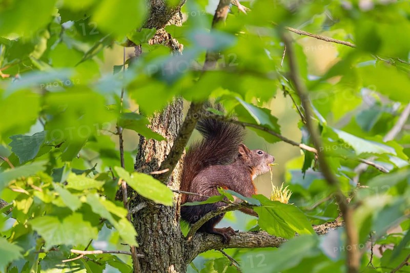 A  squirrel or Eurasian  squirrel (Sciurus vulgaris) eats from a Corylus colurna
