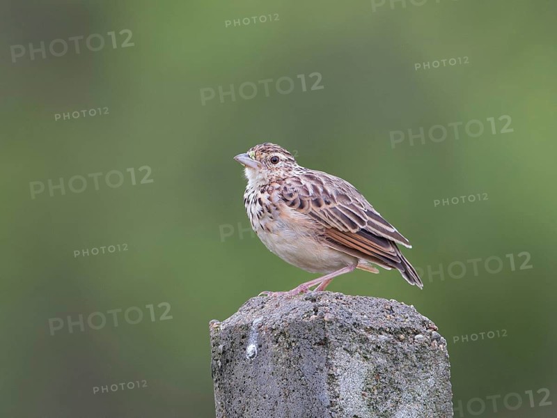 Jerdon's Bush Lark (Mirafra affinis), Sri Lanka