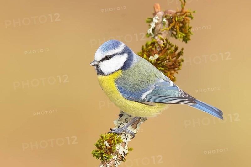 Blue tit (Parus caeruleus), sitting on a branch overgrown with moss and lichen, Wildlife, Animals, Birds, Tits, Siegerland, North Rhine-Westphalia, Germany