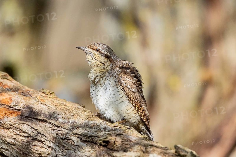 Eurasian wryneck (Jynx torquilla) Germany