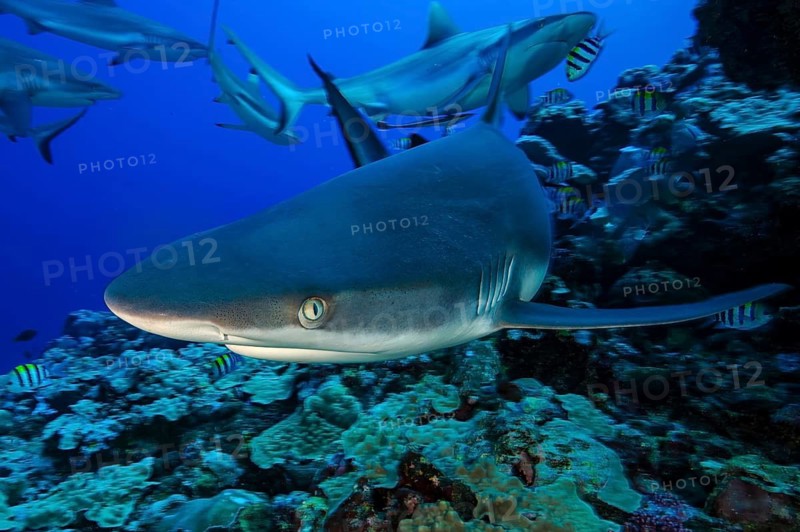 Underwater photo small group of Grey reef sharks (Carcharhinus amblyrhynchos) swimming through open water blue sea Grey reef shark swimming very close to viewer, tropical seas, Red Sea, Indian Ocean, Pacific Ocean