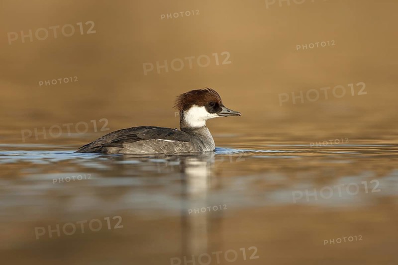 Smew (Mergellus albellus) female, Utrecht, Netherlands