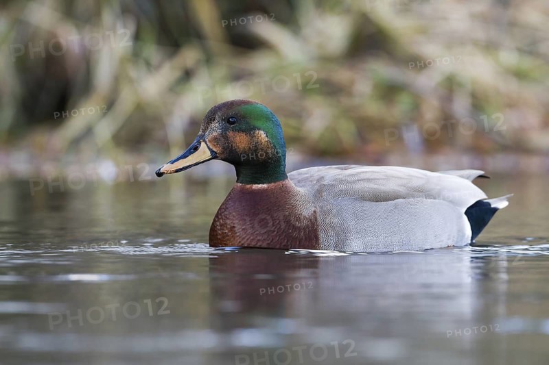 Hybrid: Gadwall x Mallard (Mareca strepera x Anas platyrhynchos) Bavaria, Germany