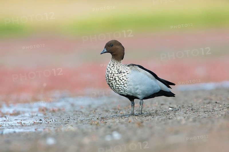 Maned Duck (Chenonetta jubata) male, Victoria, Australia