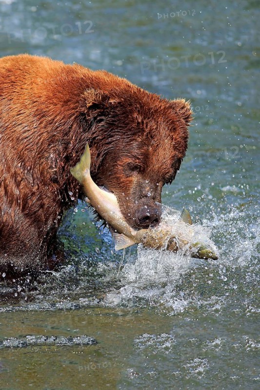 Grizzly bear (Ursus arctos horribilis), adult, in water, in summer, with salmon, with prey, eating, portrait, Brookes River, Katmai National Park, Alaska, USA, North America