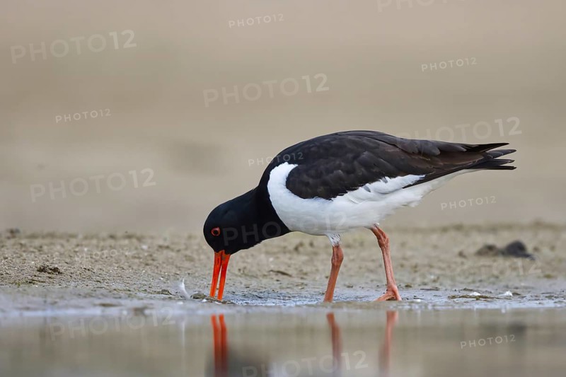 Eurasian Oystercatcher (Haematopus ostralegus), North Rhine-Westphalia, Germany