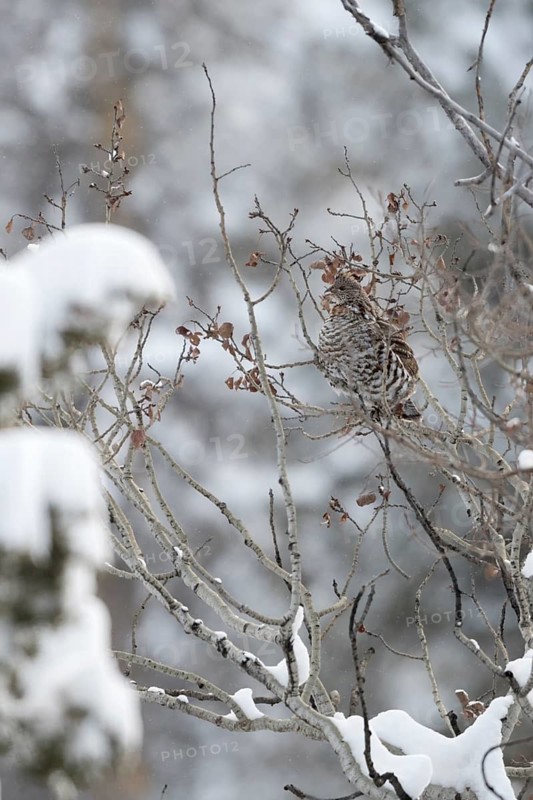 Ruffed Grouse (Bonasa umbellus) perched on a branch, Wyoming, USA