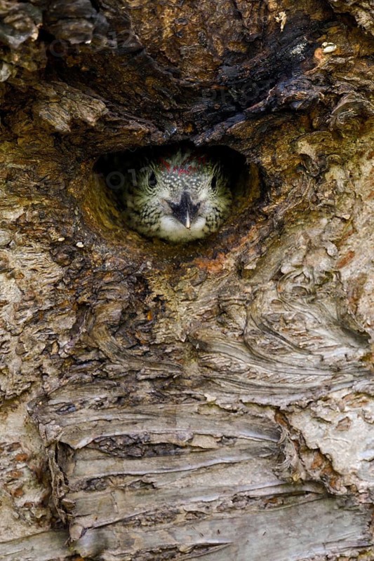 European Green Woodpecker (Picus viridis) chick peering out from nest hole, North Rhine-Westphalia, Germany