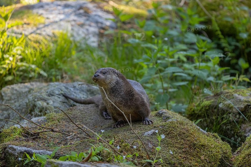 One Eurasian otter (Lutra lutra), resting on a mossy rock. Green vegetation and rocks around him