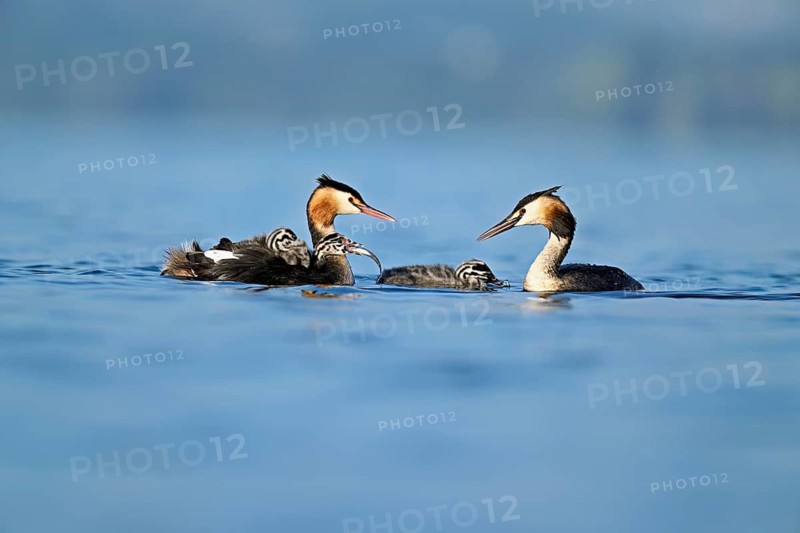Great Crested Grebe (Podiceps Scalloped ribbonfish) pair feeding their offspring with fish, Lake Zug, Canton Zug, Switzerland