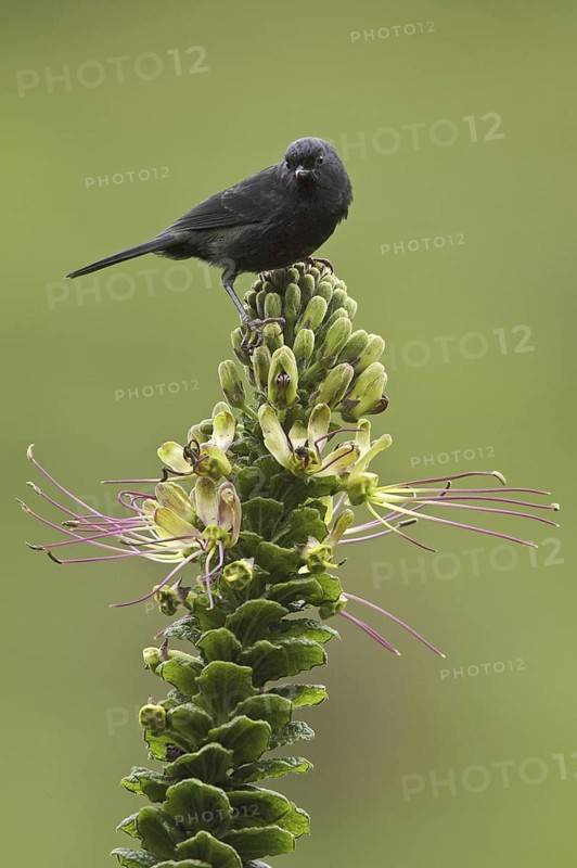 Black Flowerpiercer (Diglossa humeralis), Ecuador