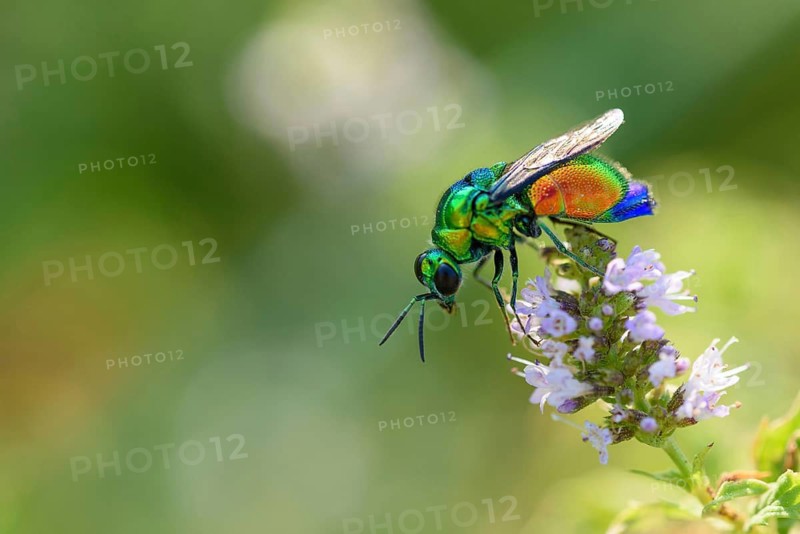 Golden wasp sitting on a flower, animals, insects, wasps, wasps, (Etilbum cyanurum)