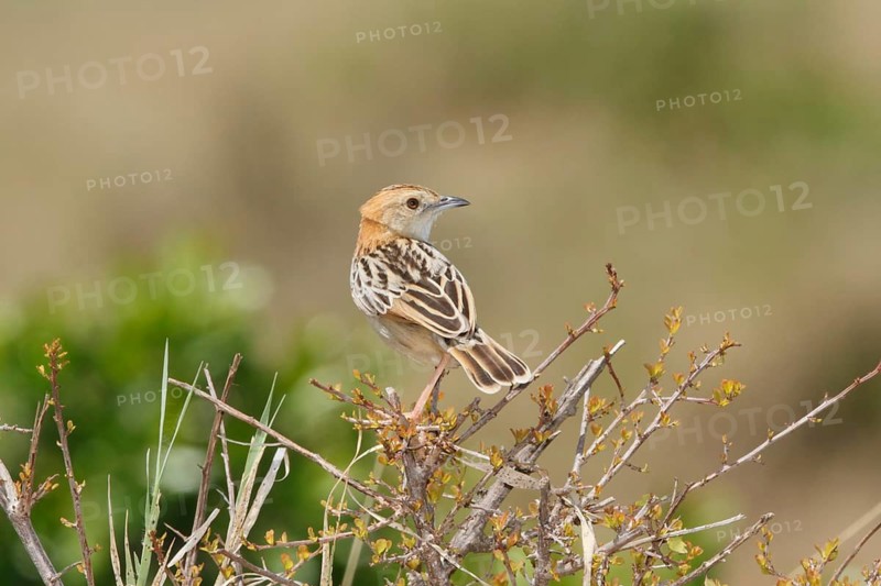 Stout Cisticola (Cisticola robustus), Masai Mara, Kenya