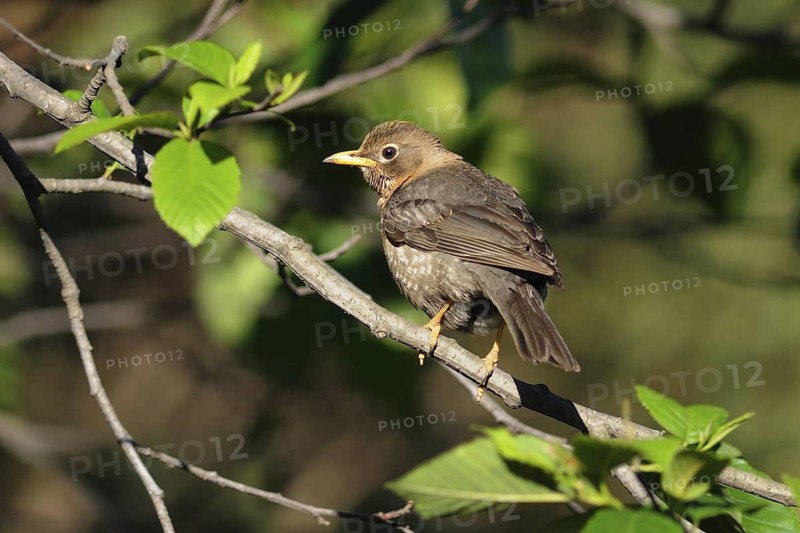 Clay-colored Thrush (Turdus grayi), Guatemala