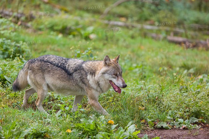 One eurasian gray wolf (Canis lupus lupus) walking over a green meadow in an open forest. Grass and logs in the background