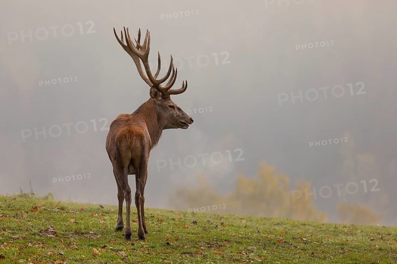 One Red Deer stag (Cervus elaphus) at the rutting season, standing on meadow, calling. A forest in fall foliage and dense fog in the background
